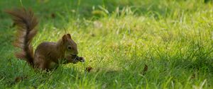 Preview wallpaper squirrel, grass, playful, tail