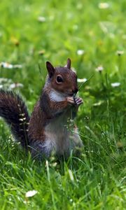 Preview wallpaper squirrel, grass, sitting, small animal