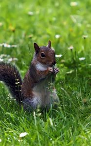 Preview wallpaper squirrel, grass, sitting, small animal