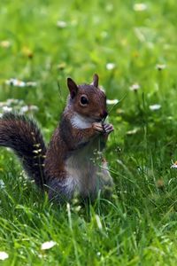 Preview wallpaper squirrel, grass, sitting, small animal