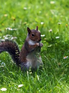 Preview wallpaper squirrel, grass, sitting, small animal