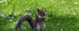 Preview wallpaper squirrel, grass, sitting, small animal