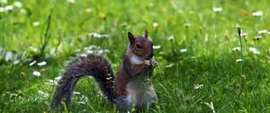 Preview wallpaper squirrel, grass, sitting, small animal