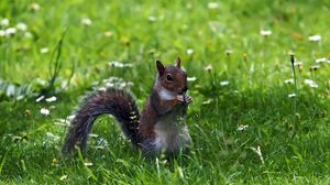 Preview wallpaper squirrel, grass, sitting, small animal