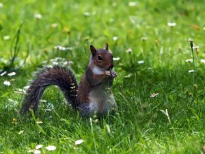 Preview wallpaper squirrel, grass, sitting, small animal