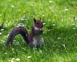 Preview wallpaper squirrel, grass, sitting, small animal