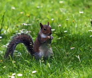 Preview wallpaper squirrel, grass, sitting, small animal