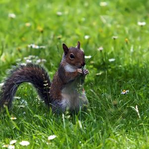 Preview wallpaper squirrel, grass, sitting, small animal