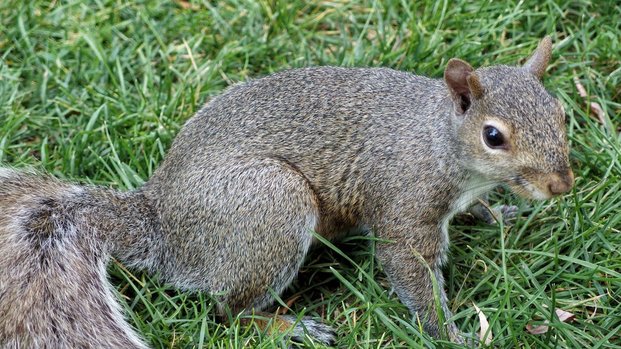 Wallpaper squirrel, grass, tail