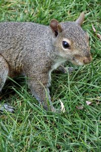 Preview wallpaper squirrel, grass, tail