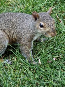 Preview wallpaper squirrel, grass, tail