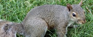 Preview wallpaper squirrel, grass, tail
