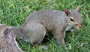 Preview wallpaper squirrel, grass, tail