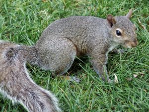 Preview wallpaper squirrel, grass, tail