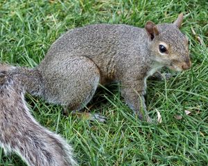 Preview wallpaper squirrel, grass, tail