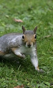 Preview wallpaper squirrel, grass, tail, furry