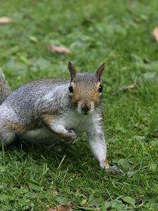 Preview wallpaper squirrel, grass, tail, furry