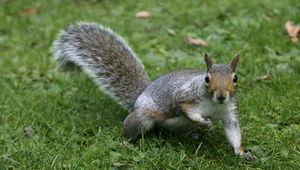 Preview wallpaper squirrel, grass, tail, furry