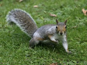 Preview wallpaper squirrel, grass, tail, furry