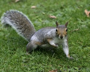 Preview wallpaper squirrel, grass, tail, furry