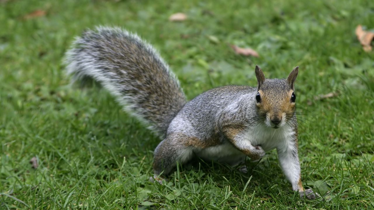 Wallpaper squirrel, grass, tail, furry hd, picture, image