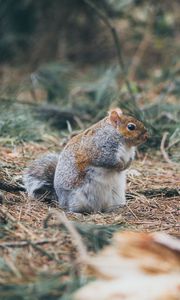 Preview wallpaper squirrel, grass, walk, thick