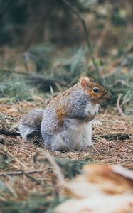 Preview wallpaper squirrel, grass, walk, thick