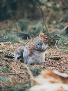 Preview wallpaper squirrel, grass, walk, thick