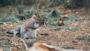 Preview wallpaper squirrel, grass, walk, thick