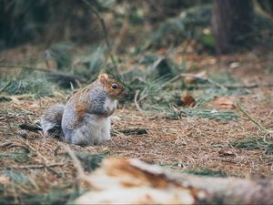 Preview wallpaper squirrel, grass, walk, thick