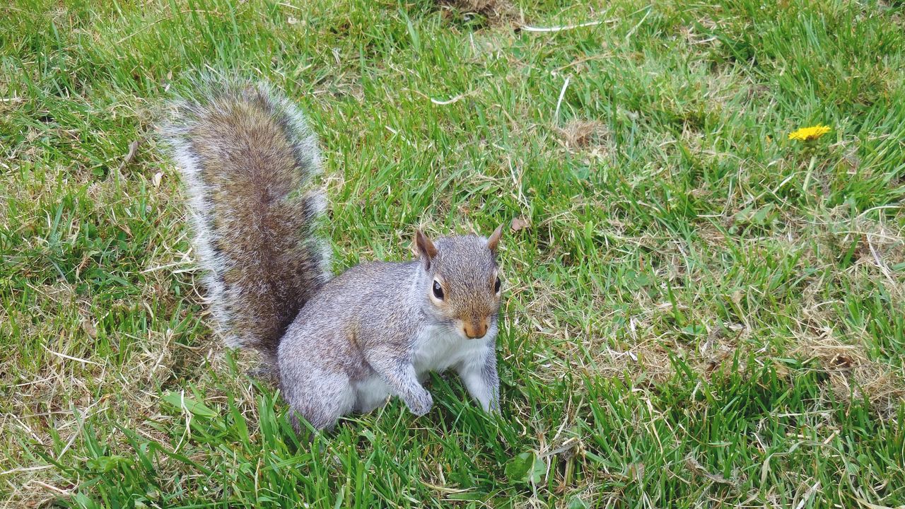 Wallpaper squirrel, grass, walking, playful