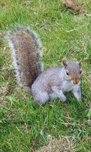 Preview wallpaper squirrel, grass, walking, playful