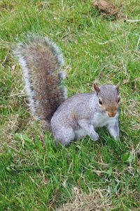 Preview wallpaper squirrel, grass, walking, playful