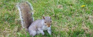 Preview wallpaper squirrel, grass, walking, playful