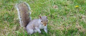 Preview wallpaper squirrel, grass, walking, playful