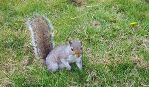 Preview wallpaper squirrel, grass, walking, playful