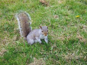 Preview wallpaper squirrel, grass, walking, playful