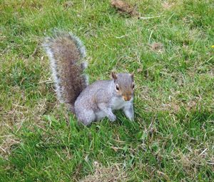 Preview wallpaper squirrel, grass, walking, playful