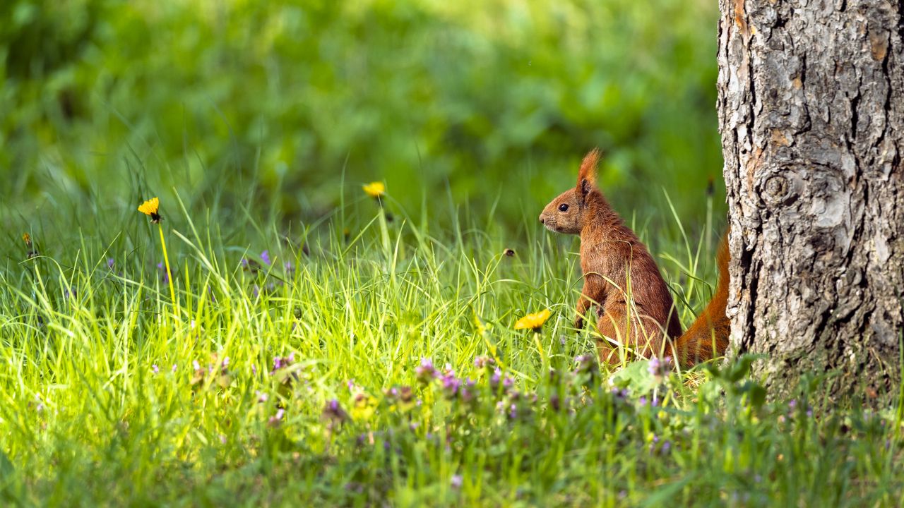 Wallpaper squirrel, grass, wildlife