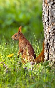 Preview wallpaper squirrel, grass, wildlife