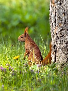 Preview wallpaper squirrel, grass, wildlife