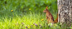 Preview wallpaper squirrel, grass, wildlife