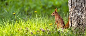 Preview wallpaper squirrel, grass, wildlife
