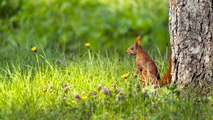 Preview wallpaper squirrel, grass, wildlife