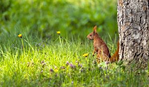 Preview wallpaper squirrel, grass, wildlife