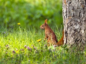 Preview wallpaper squirrel, grass, wildlife
