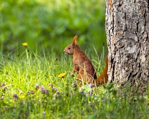 Preview wallpaper squirrel, grass, wildlife