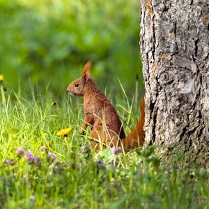 Preview wallpaper squirrel, grass, wildlife