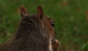 Preview wallpaper squirrel, head, back, ears