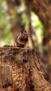 Preview wallpaper squirrel, hemp, sitting, animal, forest